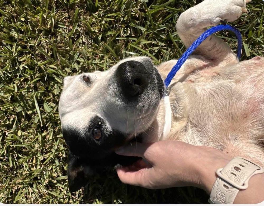 Enlarge Annie, a Adoptable mixed breed in Syracuse, NY image 4/6