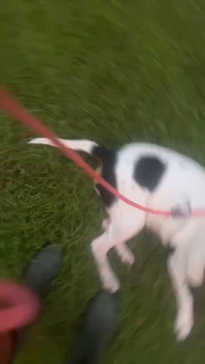 Enlarge Annie, a Adoptable mixed breed in Syracuse, NY video 5/6