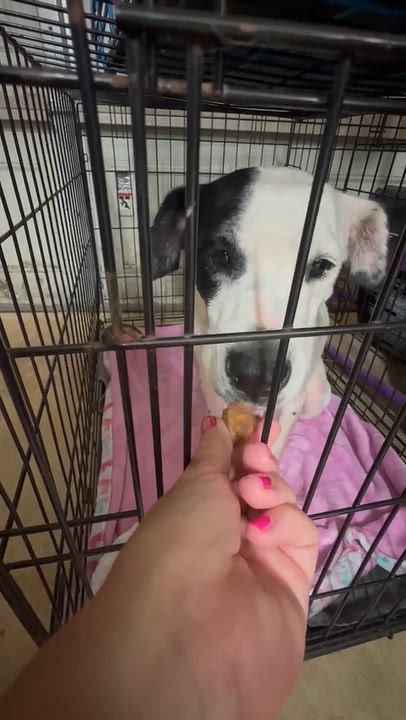 Enlarge Annie, a Adoptable mixed breed in Syracuse, NY video 6/6