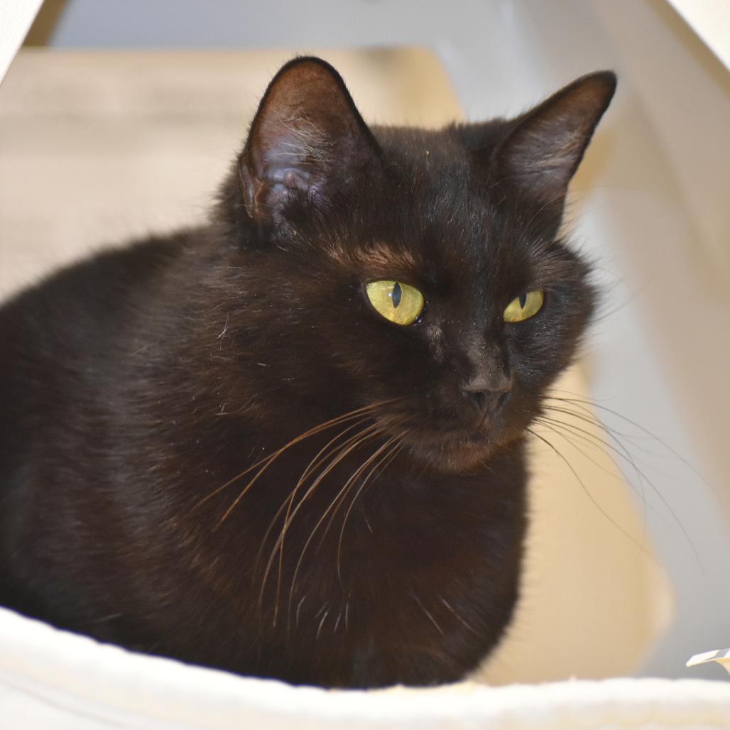 Enlarge Willa, a Adoptable Domestic Medium Hair in Mebane, NC image 1/6