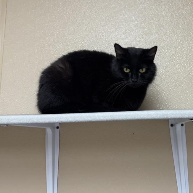 Enlarge Willa, a Adoptable Domestic Medium Hair in Mebane, NC image 3/6