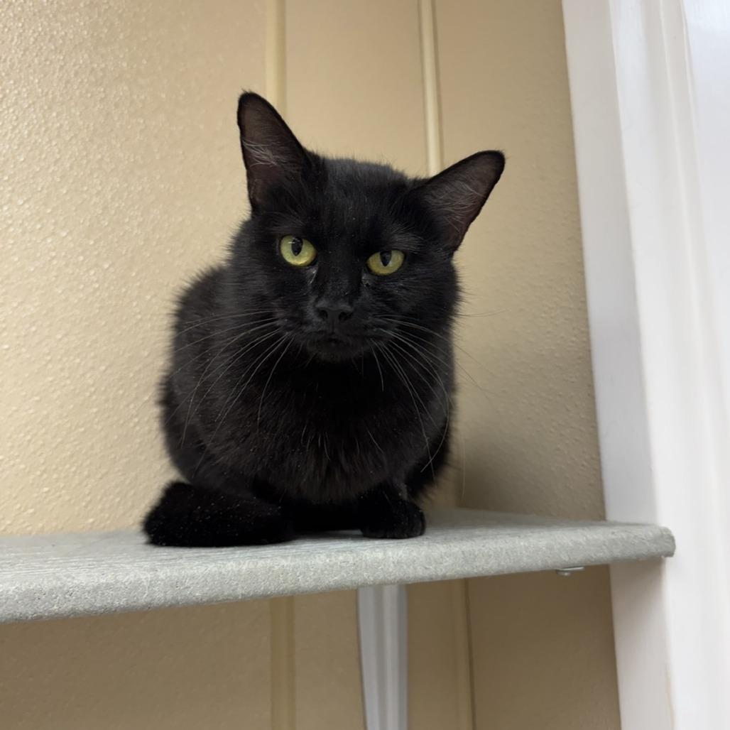 Enlarge Willa, a Adoptable Domestic Medium Hair in Mebane, NC image 4/6