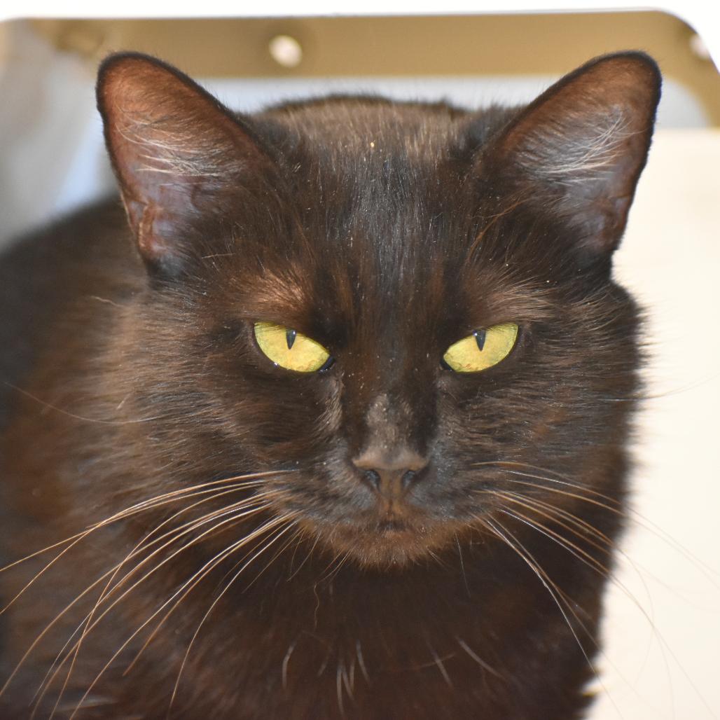 Enlarge Willa, a Adoptable Domestic Medium Hair in Mebane, NC image 5/6