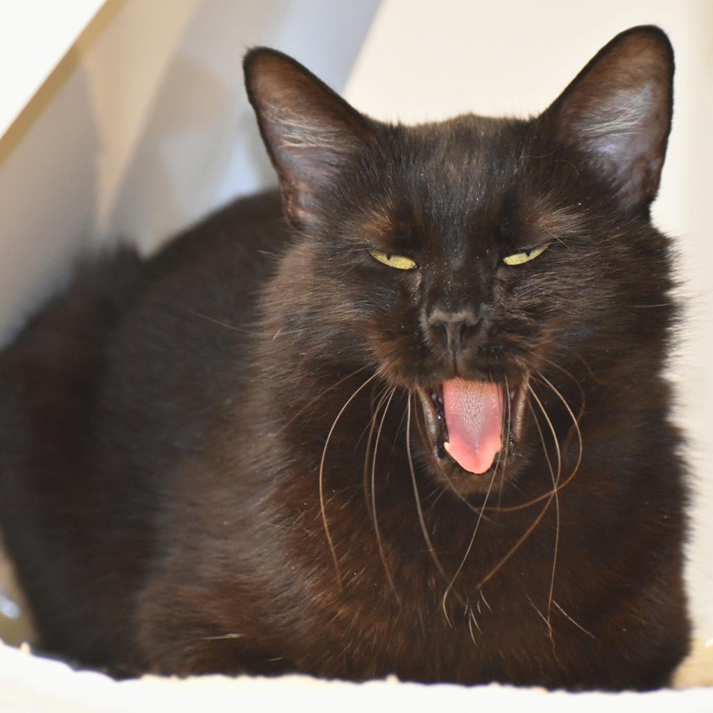 Enlarge Willa, a Adoptable Domestic Medium Hair in Mebane, NC image 6/6