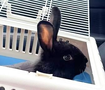Charlotte, Adoptable, Adult Female Bunny Rabbit.