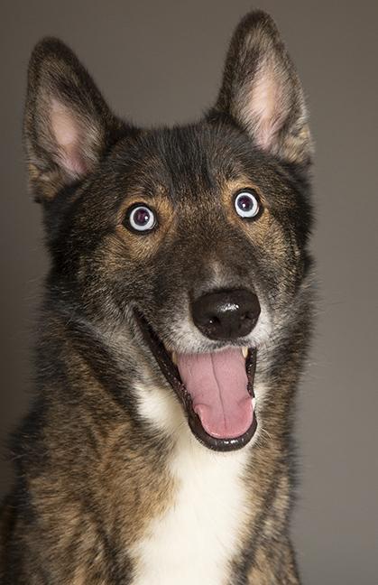 Enlarge Keanu, a ADOPTABLE mixed breed in Chicago, IL image 3/6