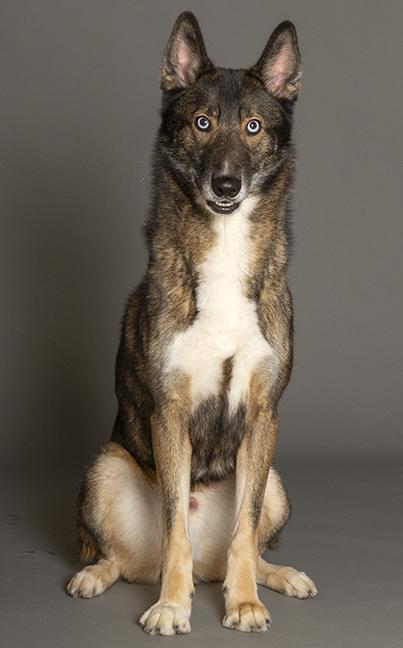 Enlarge Keanu, a ADOPTABLE mixed breed in Chicago, IL image 1/6