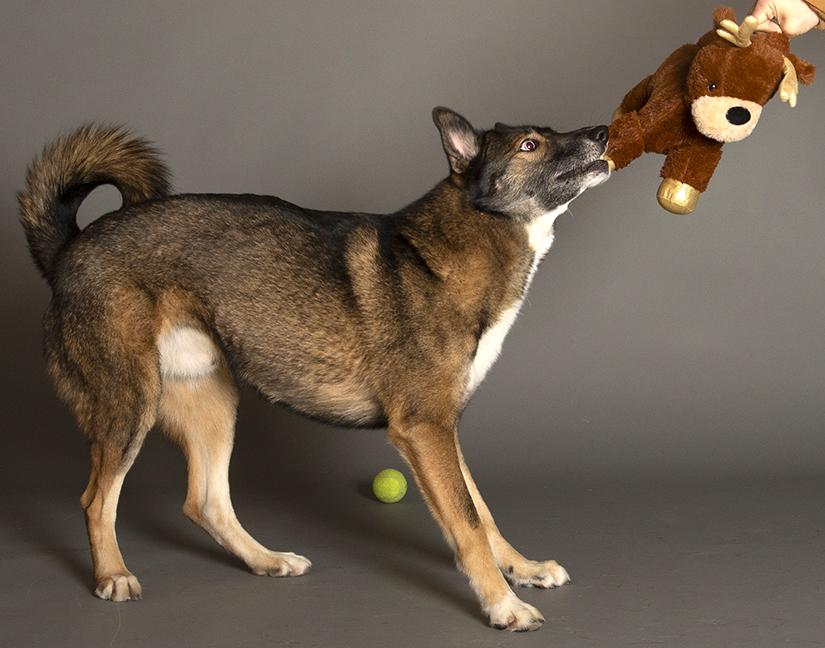 Enlarge Keanu, a ADOPTABLE mixed breed in Chicago, IL image 6/6