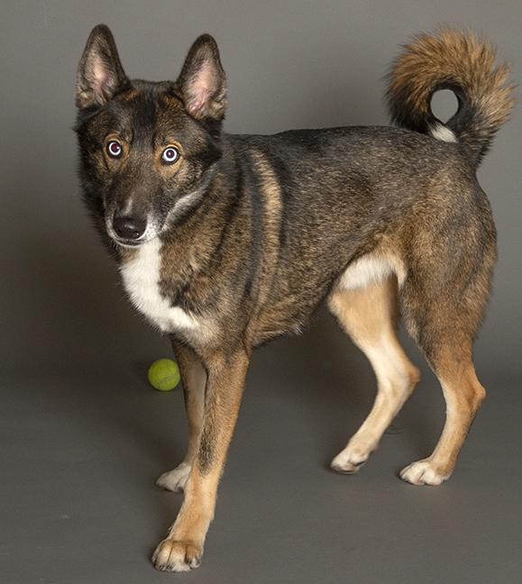 Enlarge Keanu, a ADOPTABLE mixed breed in Chicago, IL image 2/6