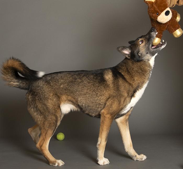 Enlarge Keanu, a ADOPTABLE mixed breed in Chicago, IL image 5/6