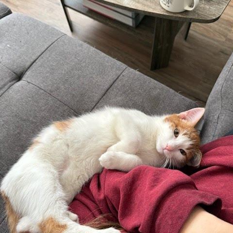 Sesame, Adoptable, Young Male Domestic Short Hair.