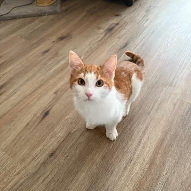 Enlarge Sesame, a Adoptable Domestic Short Hair in Harrisonburg, VA image 3/6