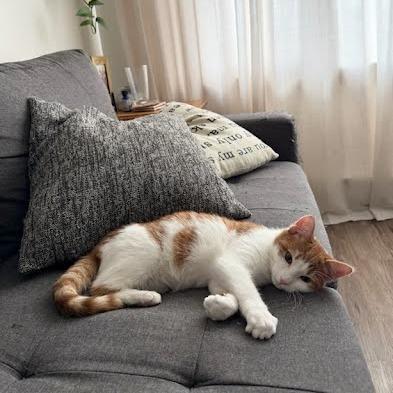 Enlarge Sesame, a Adoptable Domestic Short Hair in Harrisonburg, VA image 4/6