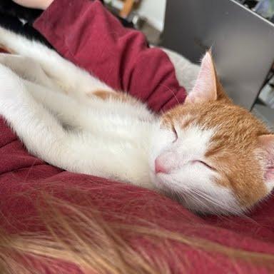 Enlarge Sesame, a Adoptable Domestic Short Hair in Harrisonburg, VA image 5/6