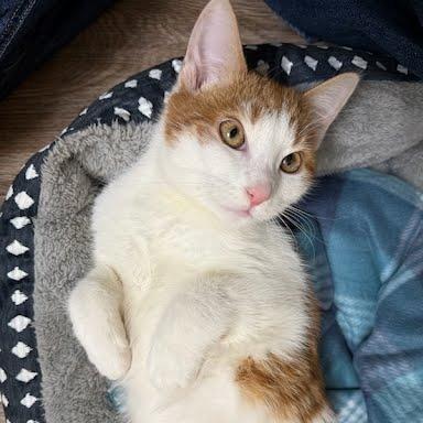 Enlarge Sesame, a Adoptable Domestic Short Hair in Harrisonburg, VA image 6/6