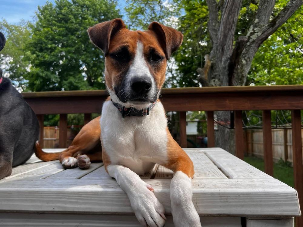 Enlarge KYRA, a Adoptable mixed breed in Thompson, PA image 1/6