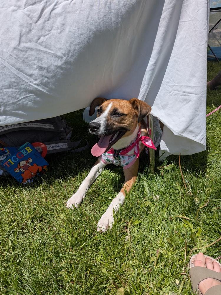 KARA, Adoptable, Puppy Female Mixed Breed & Boxer.