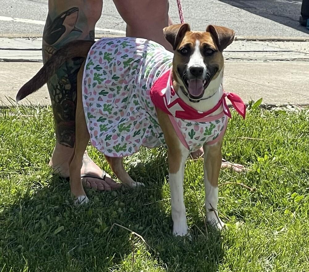 Enlarge KARA, a Adoptable mixed breed in Thompson, PA image 2/6