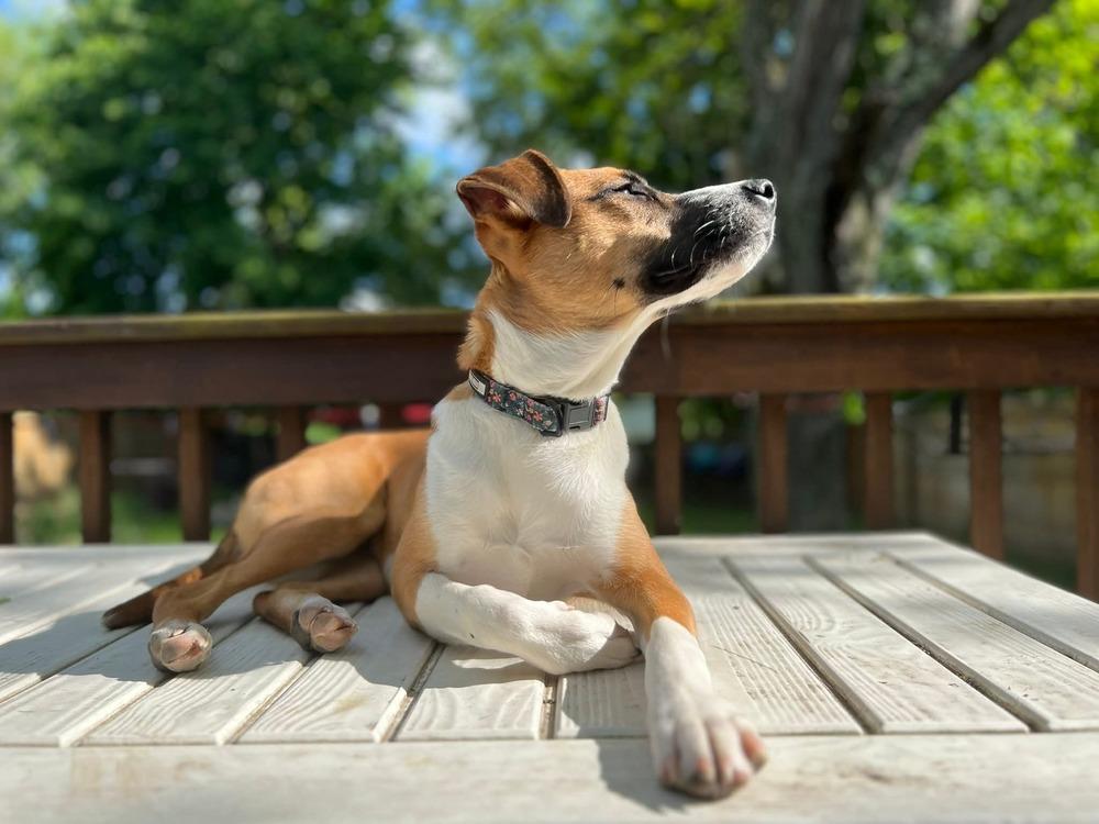 Enlarge KYRA, a Adoptable mixed breed in Thompson, PA image 4/6