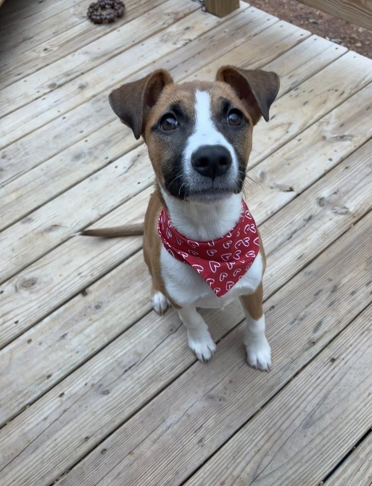 Enlarge KARA, a Adoptable mixed breed in Thompson, PA image 5/6
