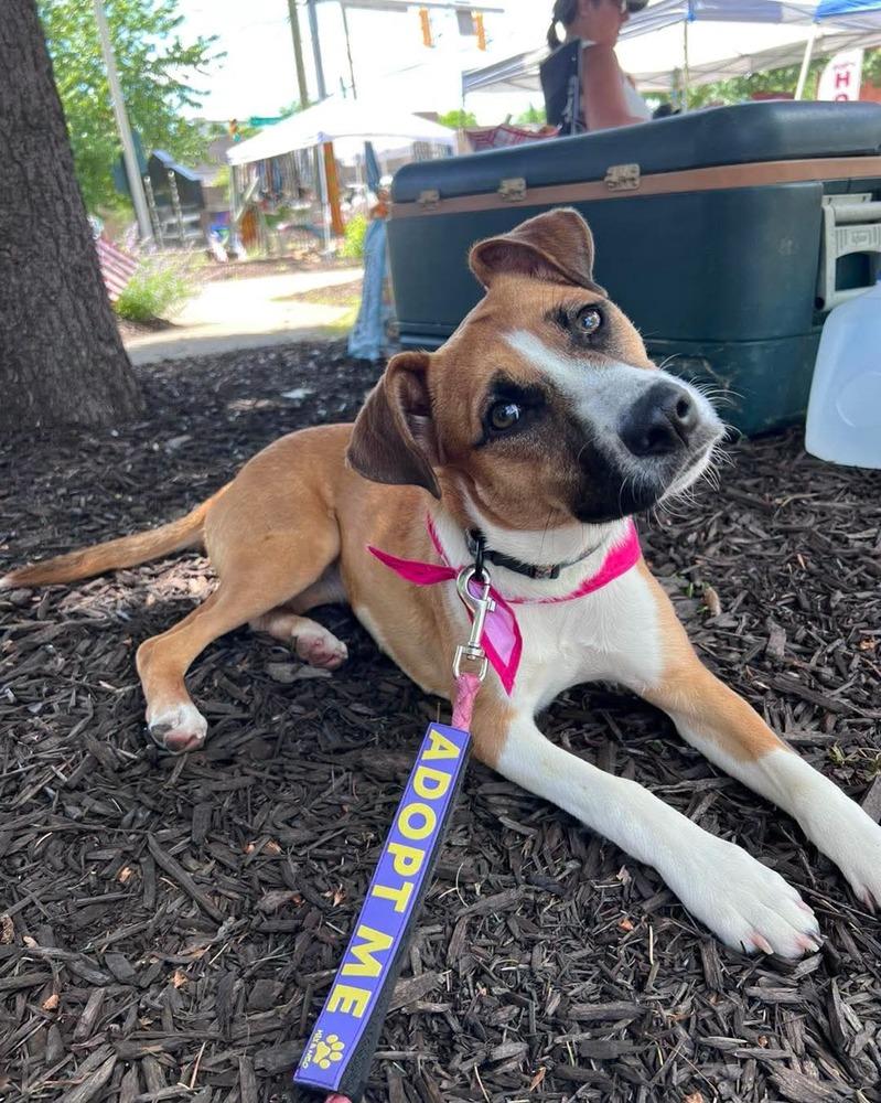 Enlarge KYRA, a Adoptable mixed breed in Thompson, PA image 5/6