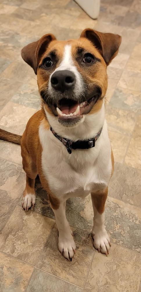 KYRA, a Adoptable mixed breed in Thompson, PA image 4/6