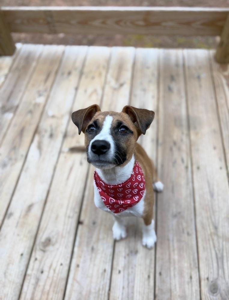 Enlarge KARA, a Adoptable mixed breed in Thompson, PA image 6/6