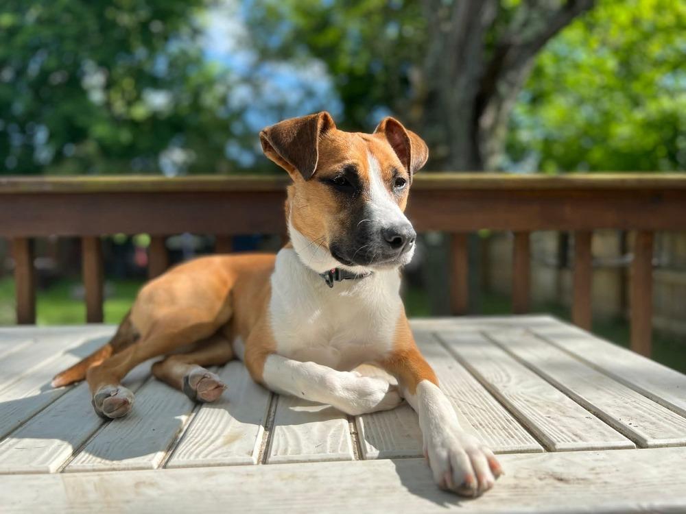 Enlarge KYRA, a Adoptable mixed breed in Thompson, PA image 6/6