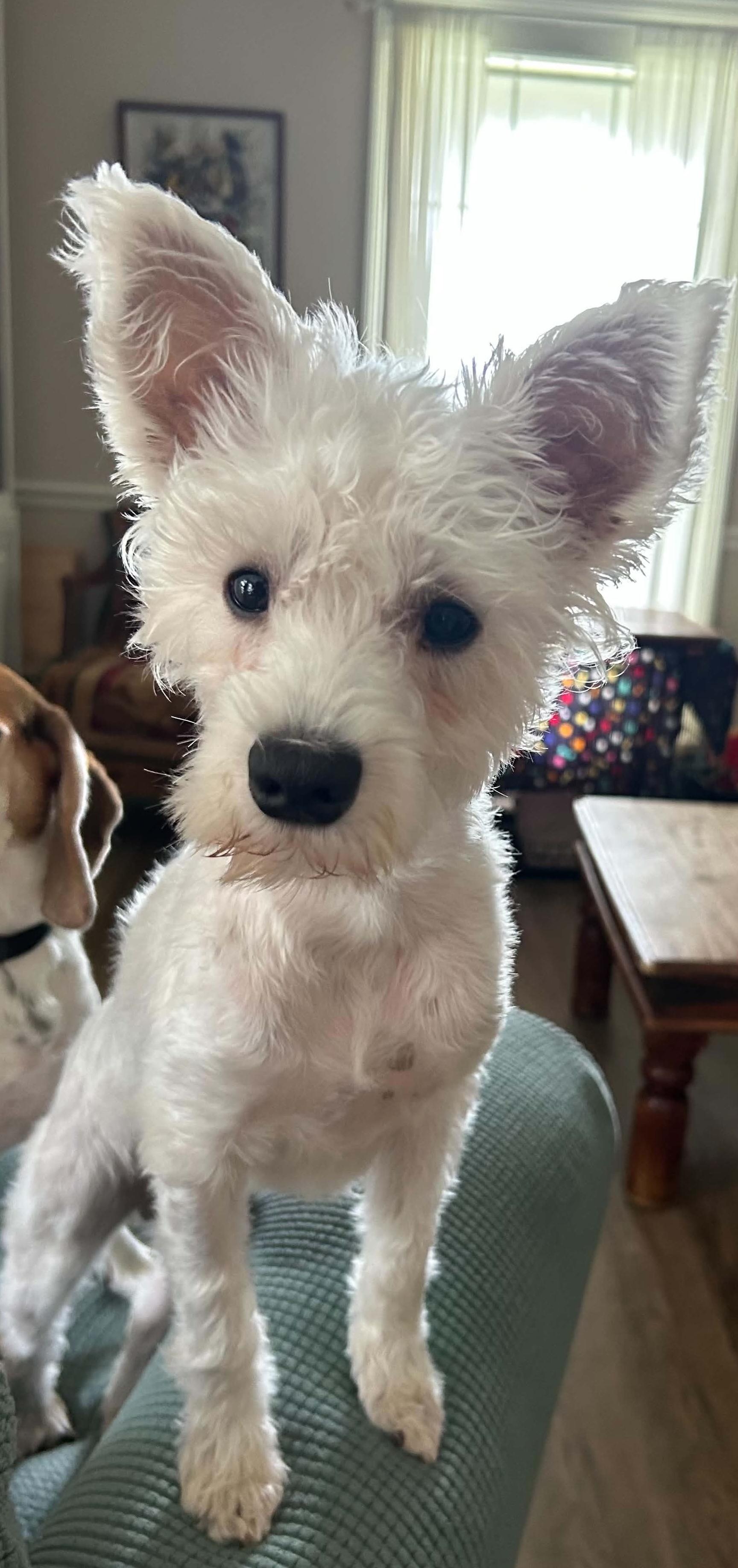 Buddy T, adopted, Puppy Male Miniature Schnauzer.
