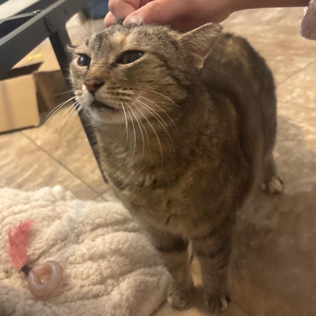 Enlarge Sweet Pea, a Adoptable Domestic Short Hair in Folsom, LA image 1/3