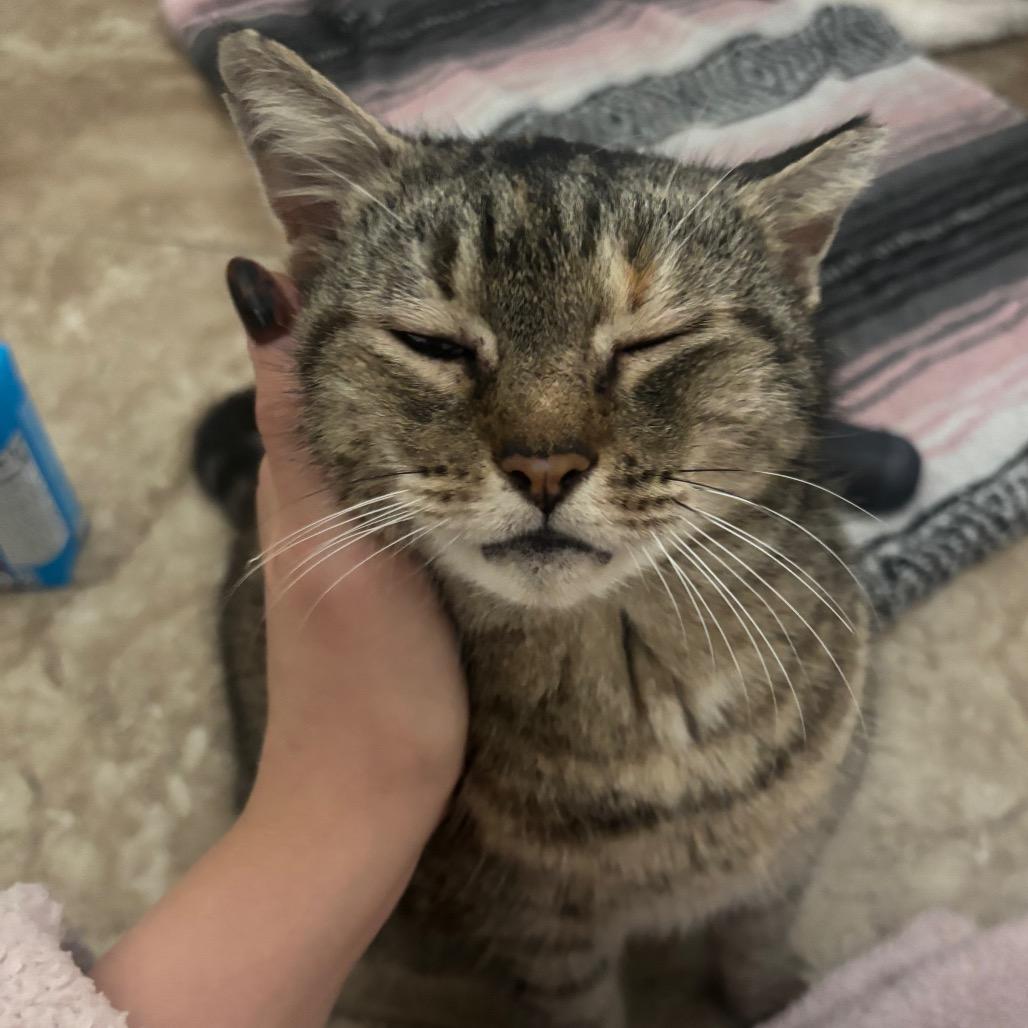 Enlarge Sweet Pea, a Adoptable Domestic Short Hair in Folsom, LA image 2/3