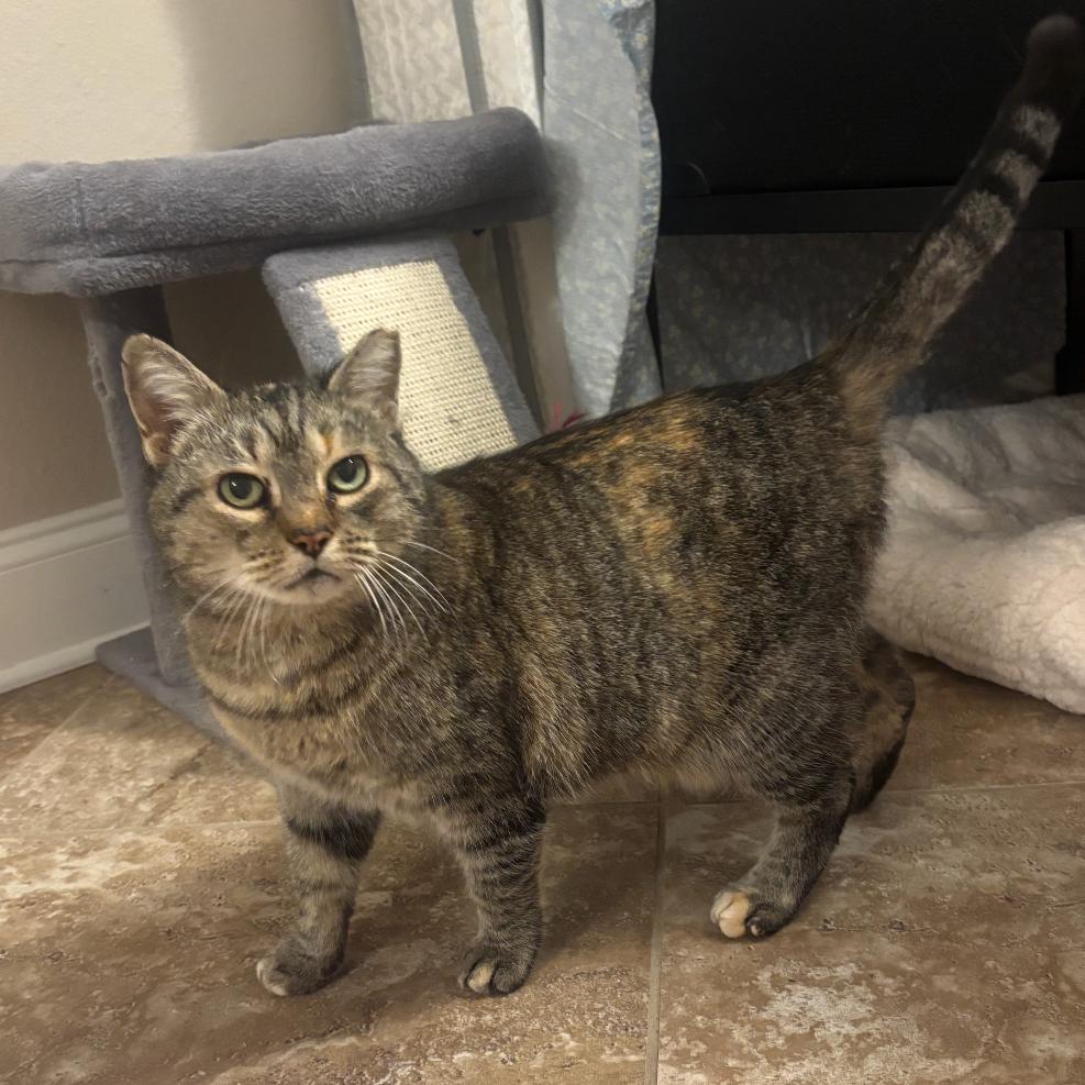 Enlarge Sweet Pea, a Adoptable Domestic Short Hair in Folsom, LA image 3/3