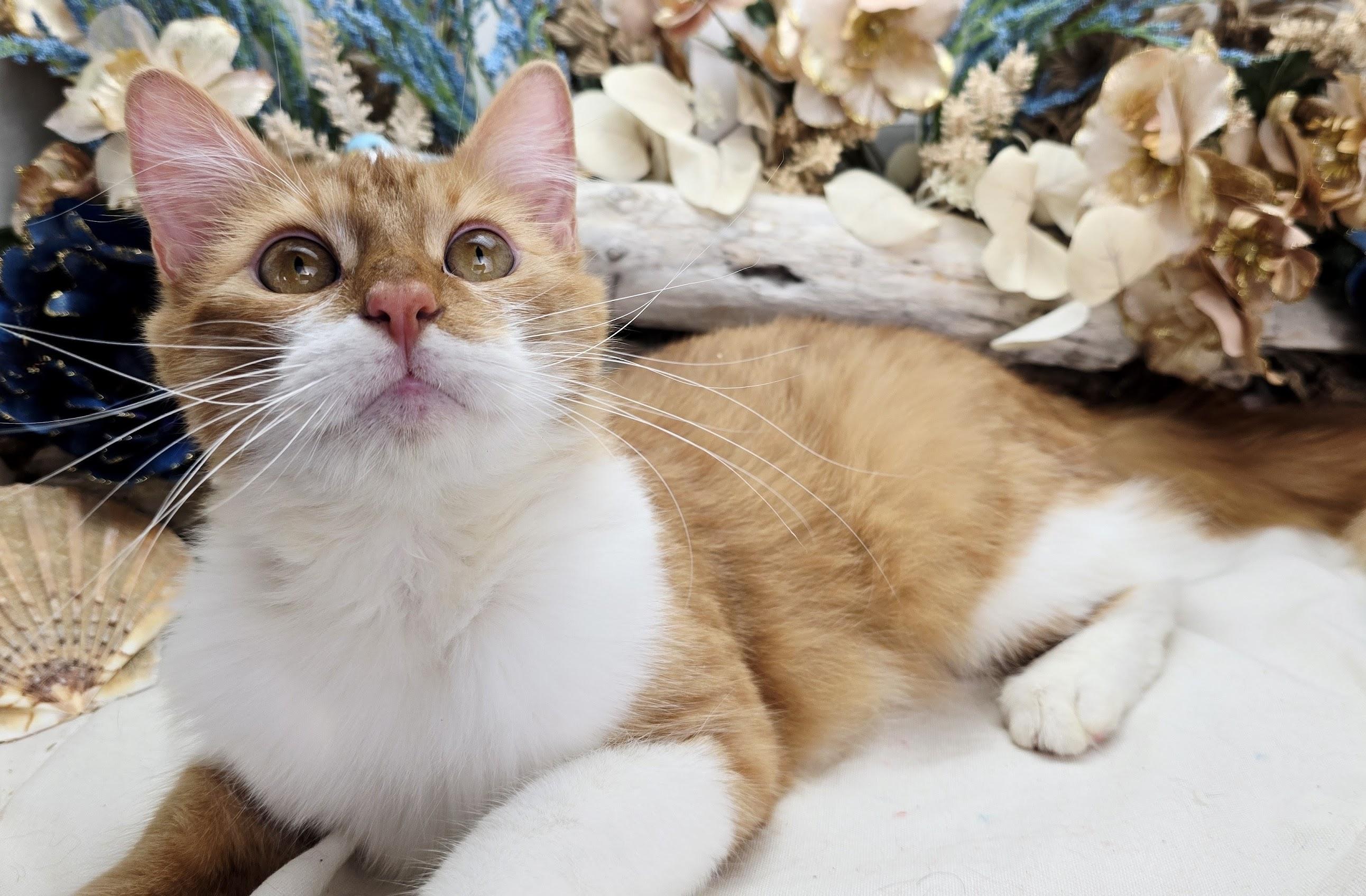 Enlarge Stanley, an adopted Domestic Medium Hair in Ocean Springs, MS image 4/5