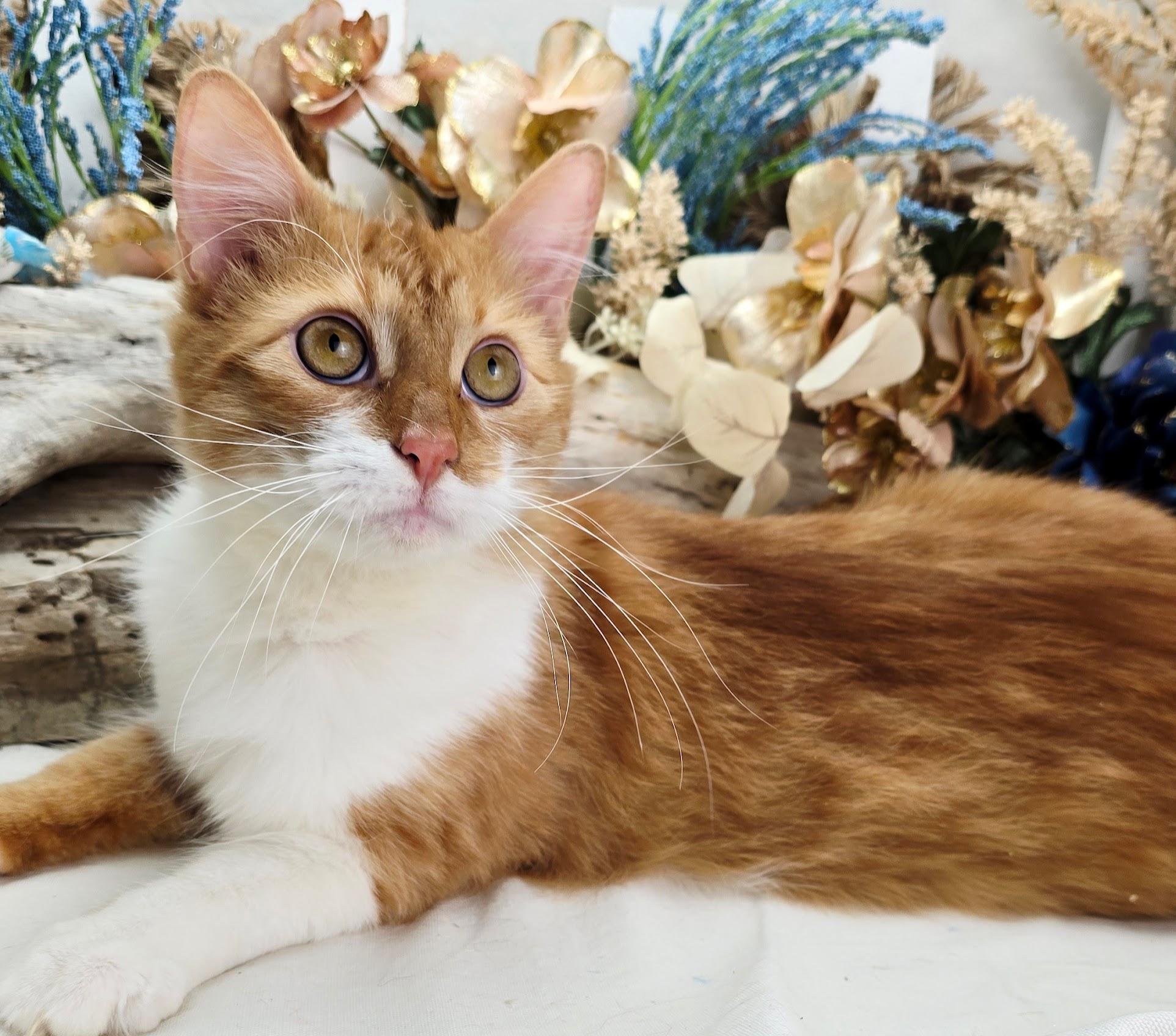 Enlarge Stanley, an adopted Domestic Medium Hair in Ocean Springs, MS image 2/5