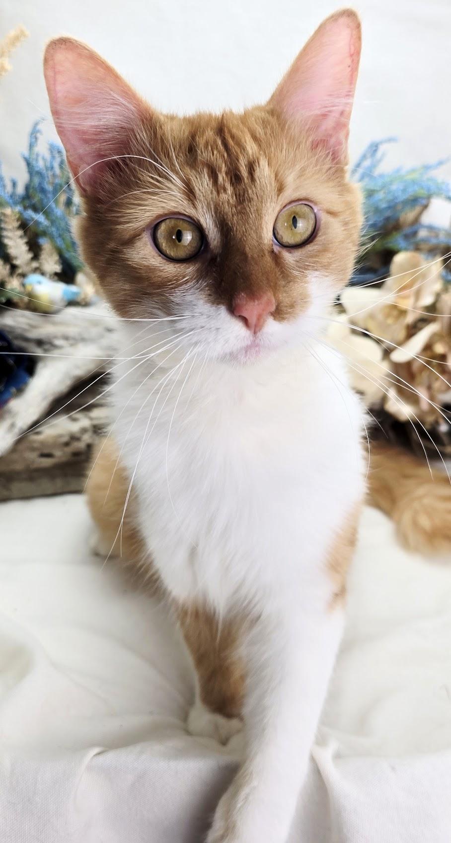 Enlarge Stanley, an adopted Domestic Medium Hair in Ocean Springs, MS image 3/5