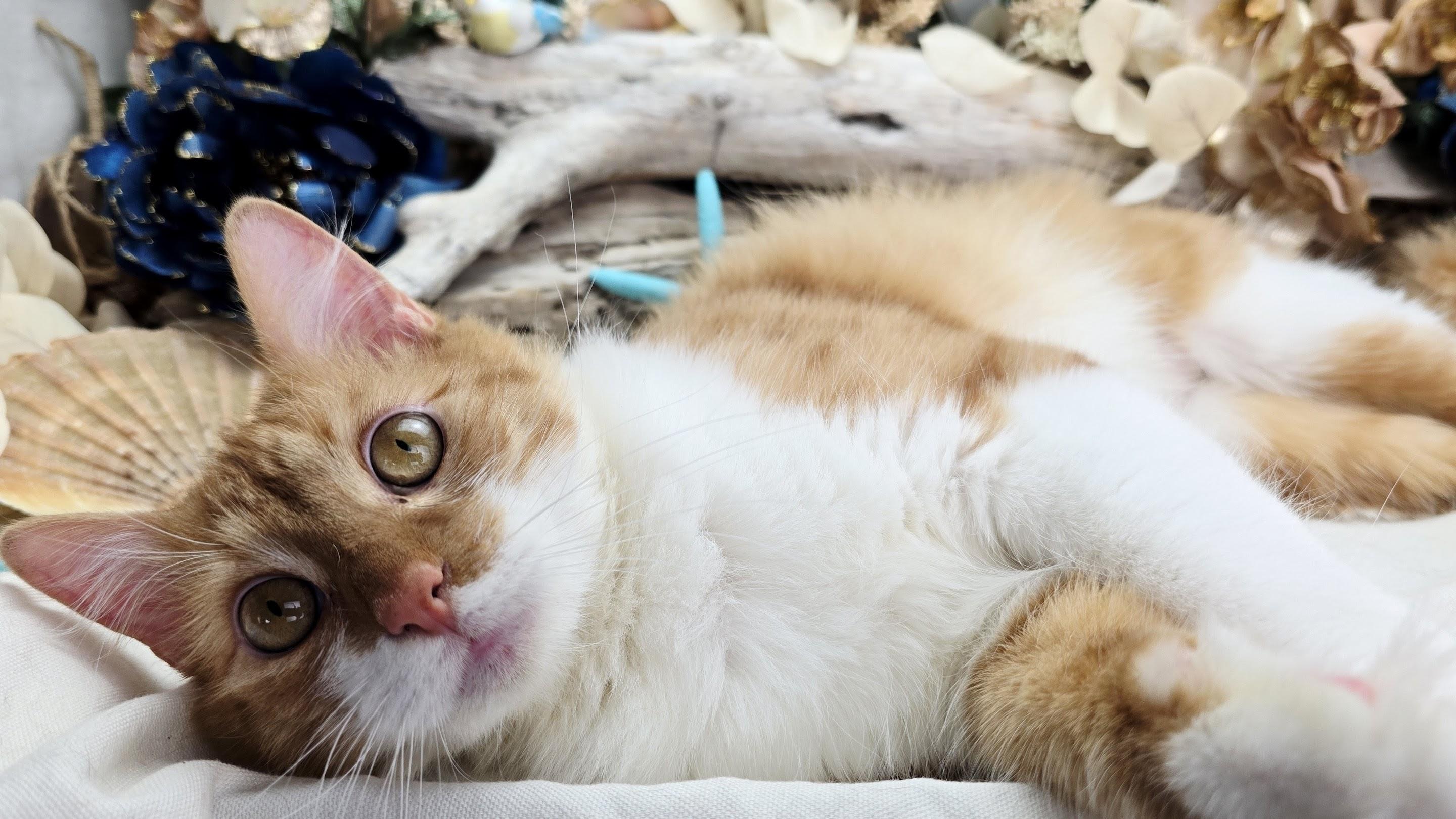 Enlarge Stanley, an adopted Domestic Medium Hair in Ocean Springs, MS image 5/5