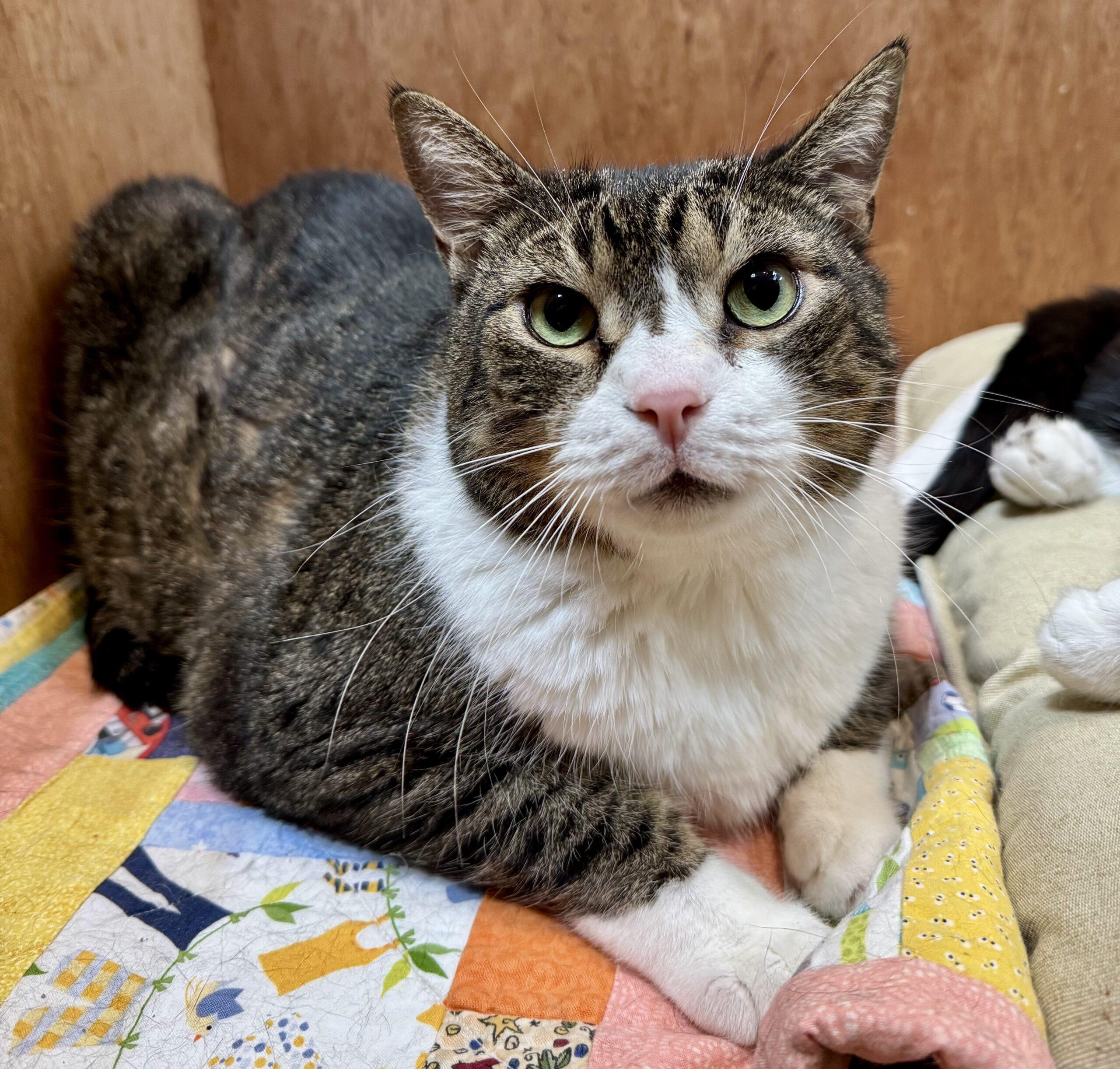 Darnell, Adoptable, Adult Male Domestic Short Hair.