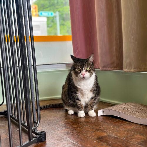 Darnell, Adoptable, Senior Male Domestic Short Hair.