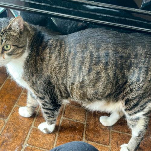 Enlarge Darnell, a Adoptable Domestic Short Hair in Seven Valleys, PA image 3/6