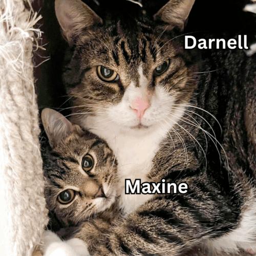 Enlarge Darnell, a Adoptable Domestic Short Hair in Seven Valleys, PA image 4/6