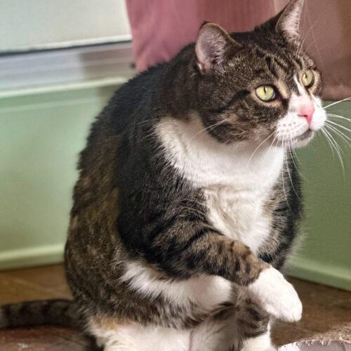 Enlarge Darnell, a Adoptable Domestic Short Hair in Seven Valleys, PA image 5/6