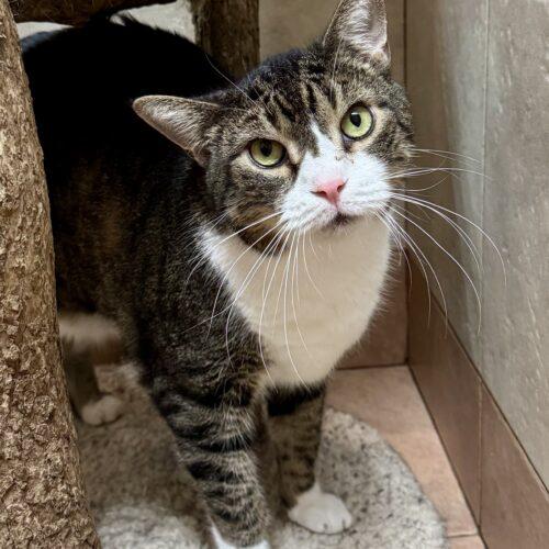 Enlarge Darnell, a Adoptable Domestic Short Hair in Seven Valleys, PA image 6/6