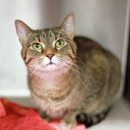 Cherry, Adoptable, Adult Female Domestic Short Hair.