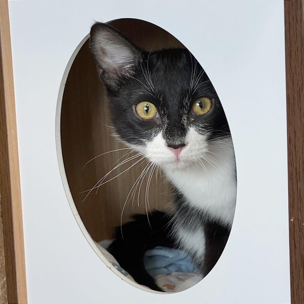 Enlarge Siggi, a Adoptable Domestic Short Hair in Pleasant Hill, CA image 2/6