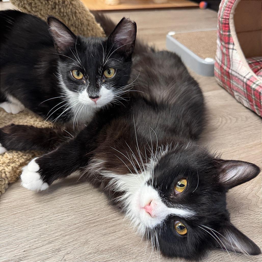 Enlarge Siggi, a Adoptable Domestic Short Hair in Pleasant Hill, CA image 3/6