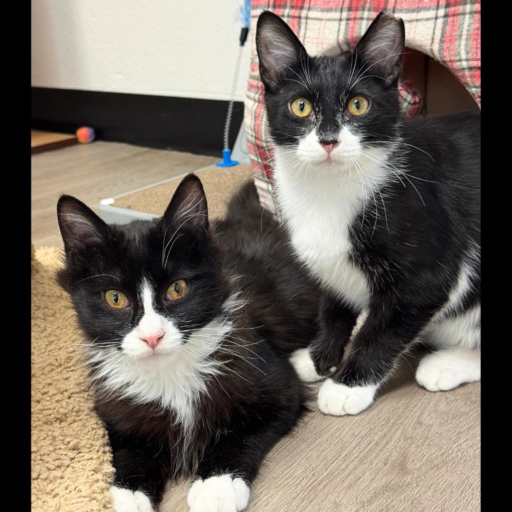 Siggi, Adoptable, Young Male Domestic Short Hair.