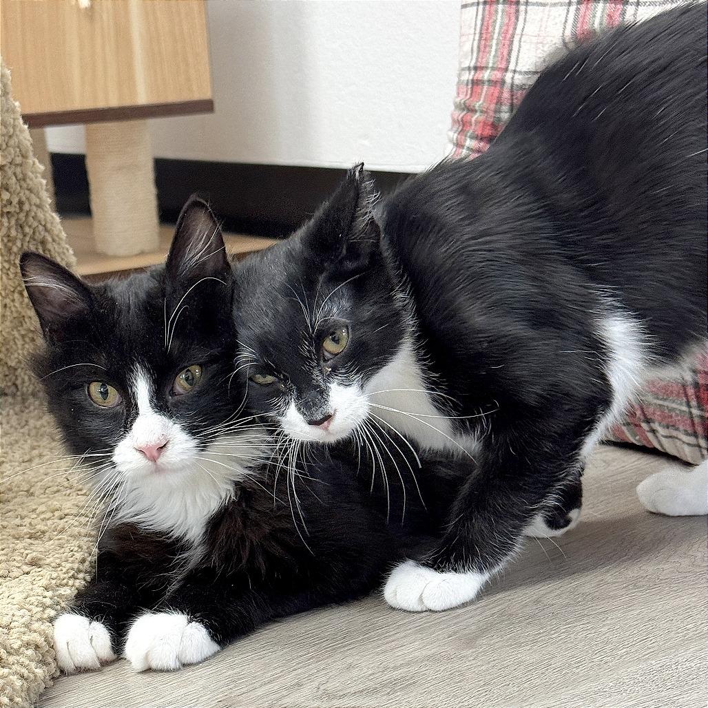 Enlarge Siggi, a Adoptable Domestic Short Hair in Pleasant Hill, CA image 5/6