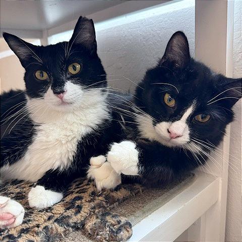 Siggi, a Adoptable Domestic Short Hair in Pleasant Hill, CA image 3/6