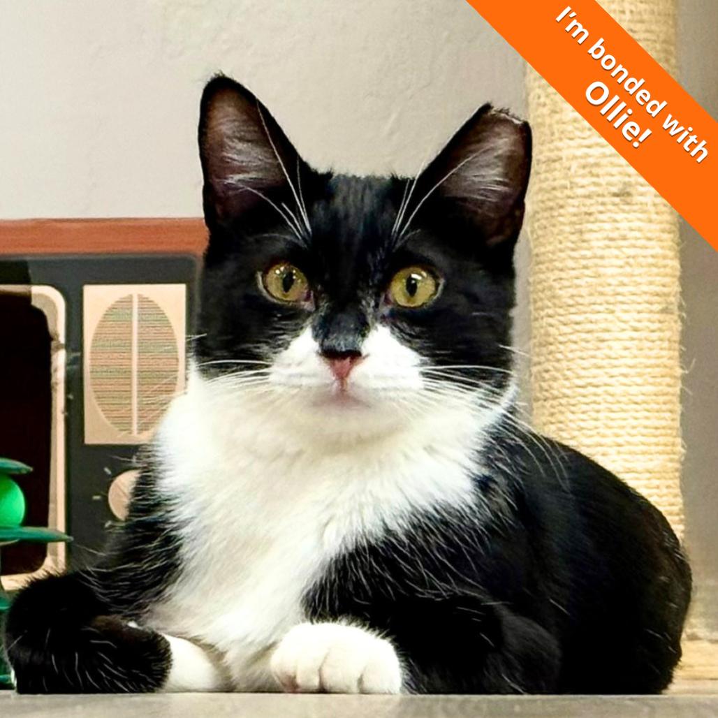 Siggi, a Adoptable Domestic Short Hair in Pleasant Hill, CA image 4/6