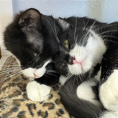 Siggi, a Adoptable Domestic Short Hair in Pleasant Hill, CA image 5/6